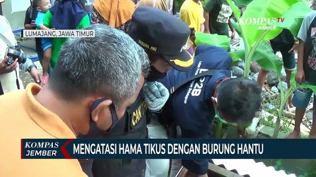 Petani Lumajang Mengatasi Hama Tikus Dengan Burung Hantu