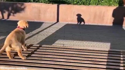 Ce chien aboie contre sa propre ombre