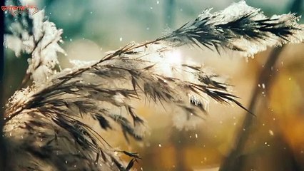 কেন রাসুল (সাঃ) দেরি করে ঘুমাতে নিষেধ করেছেন  ? রাত জাগলে ৩টি বিপদ আসবেই ! কুকুর কেন রাত জাগে ?     # AzadTechWorldPro #