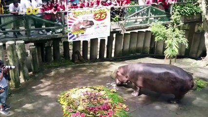 Hippo Celebrates 55th Birthday With Giant Fruit Cake