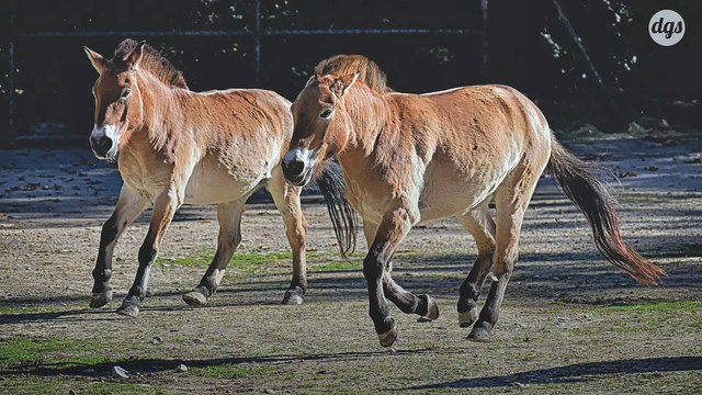 Un cheval de Przewalski, espèce en danger d'extinction, a été cloné pour la première fois