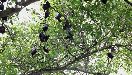 Indian villagers protect hundreds of bats despite COVID-19 concerns