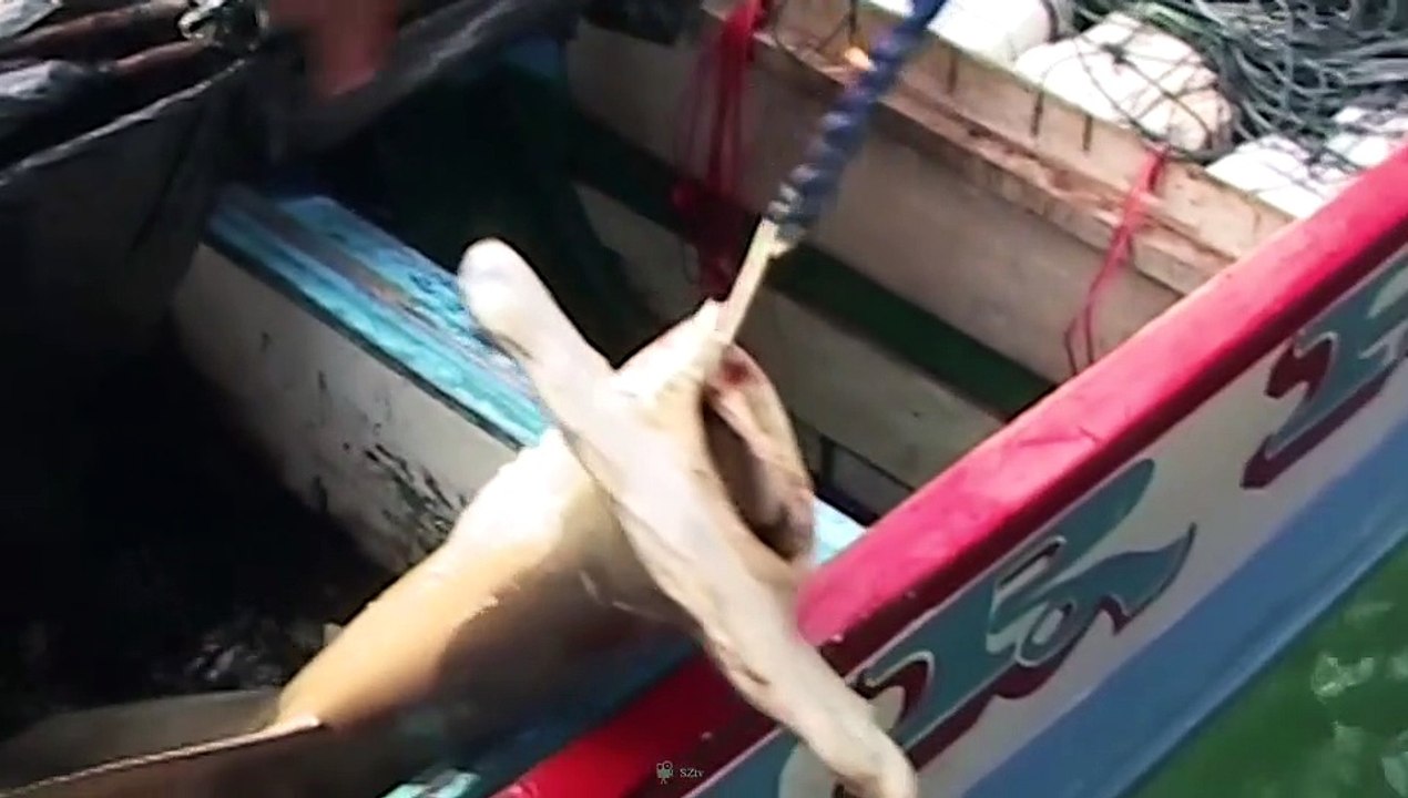 What If All The Sharks Went Extinct?