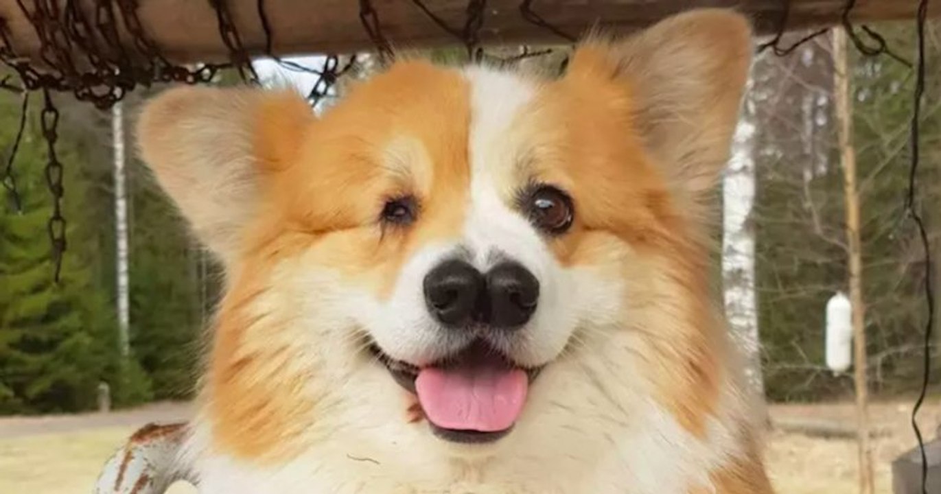 Ce corgi né avec un œil et deux nez déjoue les...