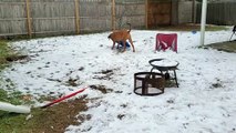 Sweet Dog Goes Sledding