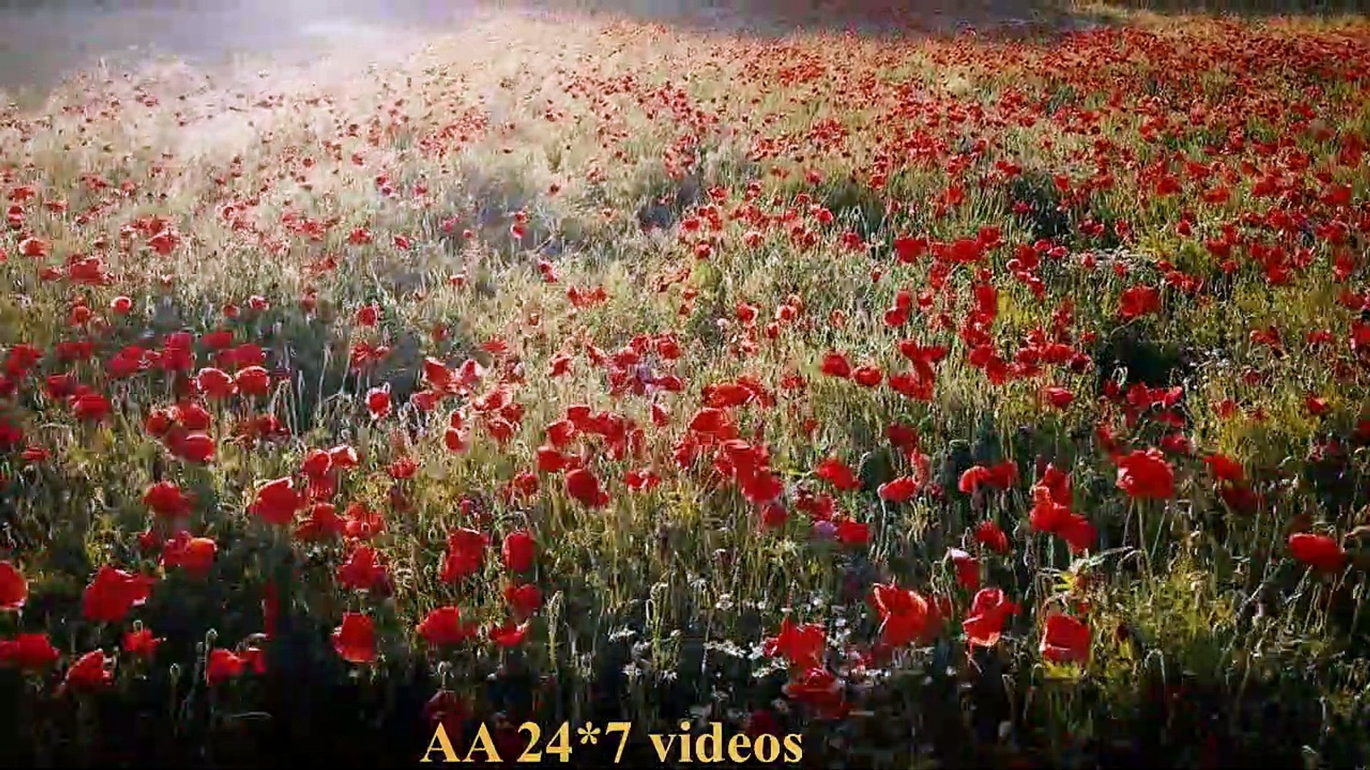 Deep Sleep Music Calming Music, Meditation Music, Sleeping Music, Study Music, Nature Scenery & 