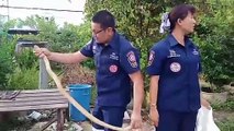 Rare golden cobra caught in family's garden in Thailand