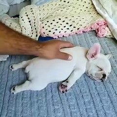 Sleeping Cute Puppy