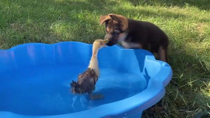 Un chiot rencontre pour la première fois un caneton et c'est adorable