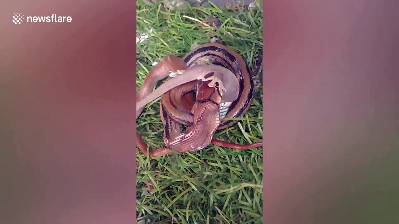 Ce lézard n'aurait pas du entrer dans l'enclos de ce serpent...