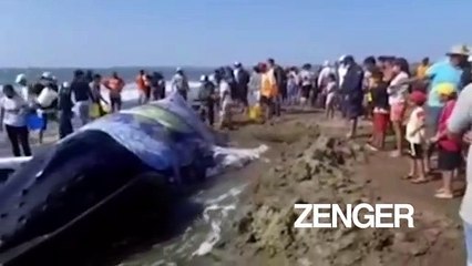 Ecuadorians rescue whale beached for 7 hours