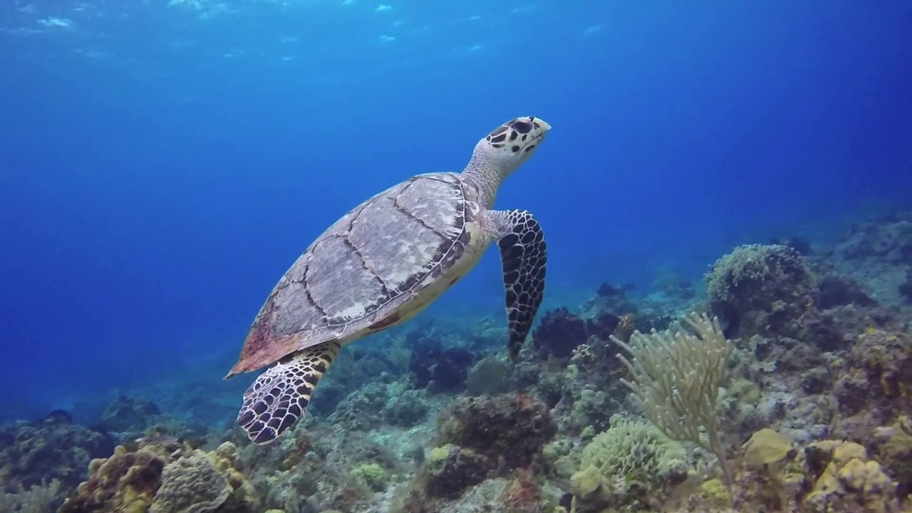 waterdogdiver 0002