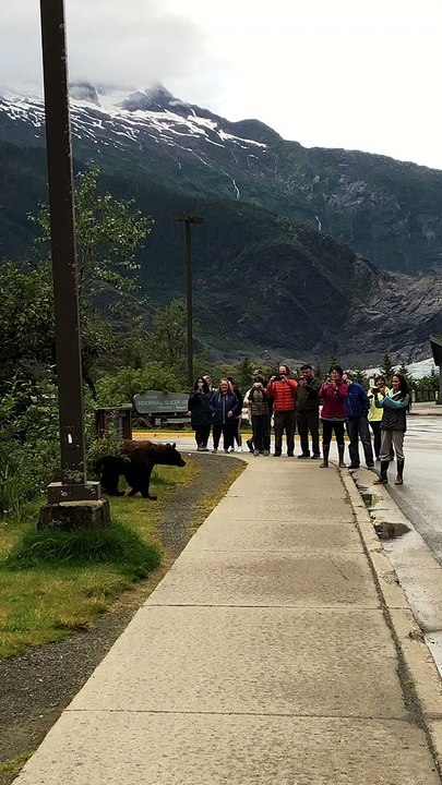 Nicky the Famous Black Bear in Juneau Alaska Shows off to Tourists