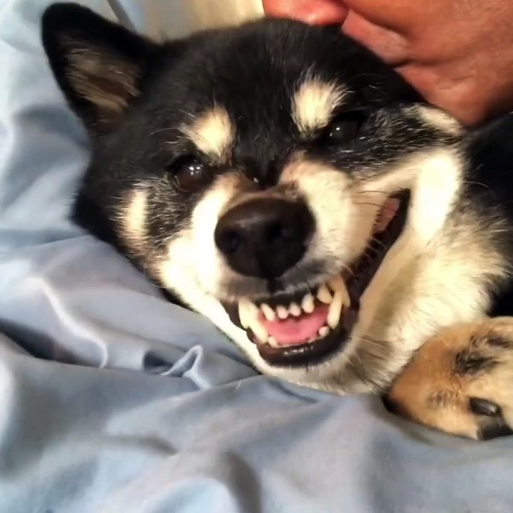 Dog Makes Funny Noise During Morning Kisses