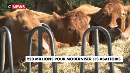 Download Video: Un nouveau système d'abattoir testé pour moderniser la pratique