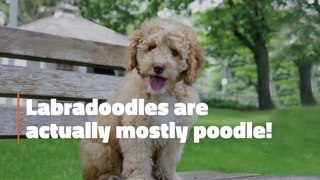 The Labradoodle Facts