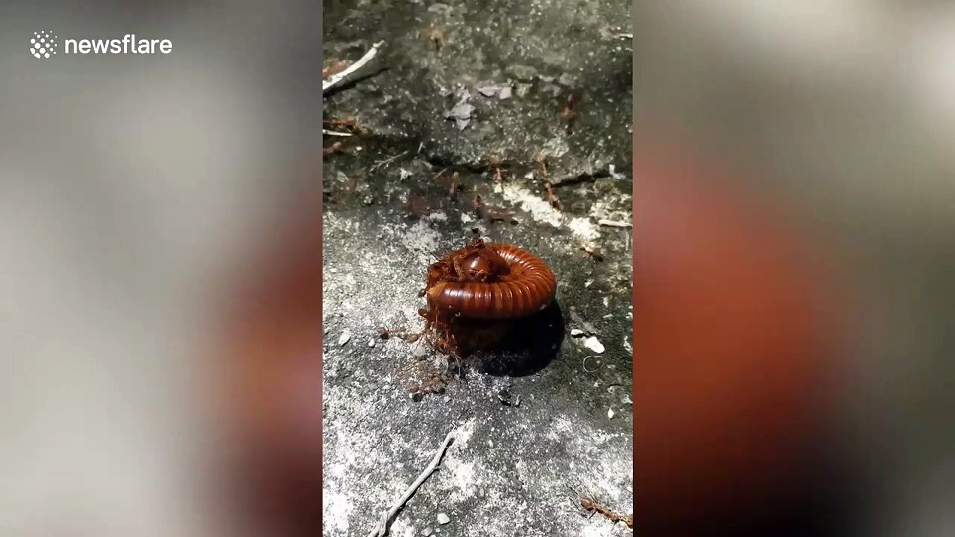 ⁣Red ants kidnap centipede while stinging it to death