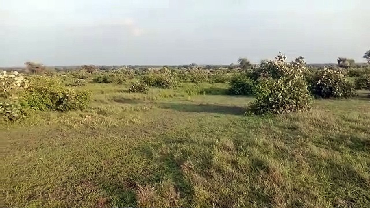 भू माफियाओं के हौसले बुलंद, शासकीय गोचर भूमि पर किया अवैध कब्जा