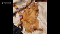 Portly cat lazily dozes off during play time in Austin, Texas
