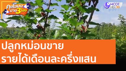 ปลูกหม่อนขาย รายได้เดือนละครึ่งแสน  [7 ก.ย. 63] คุยโขมงบ่าย 3 โมง | 9 MCOT HD