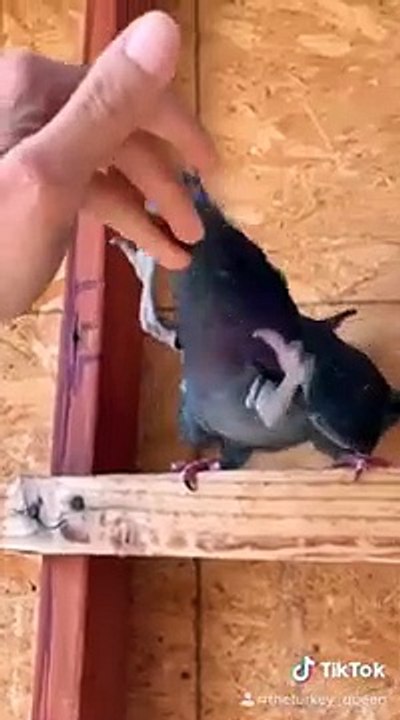 Des oiseaux avec des pattes avant