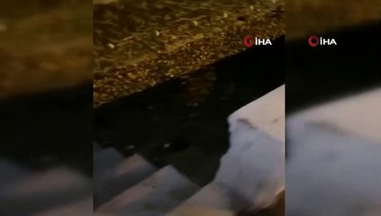Nesli tükenmekte olan su samuru Bursa'da görüntülendi