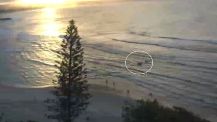 Un surfista muere en el primer ataque de tiburón en 60 años en Gold Coast, Australia