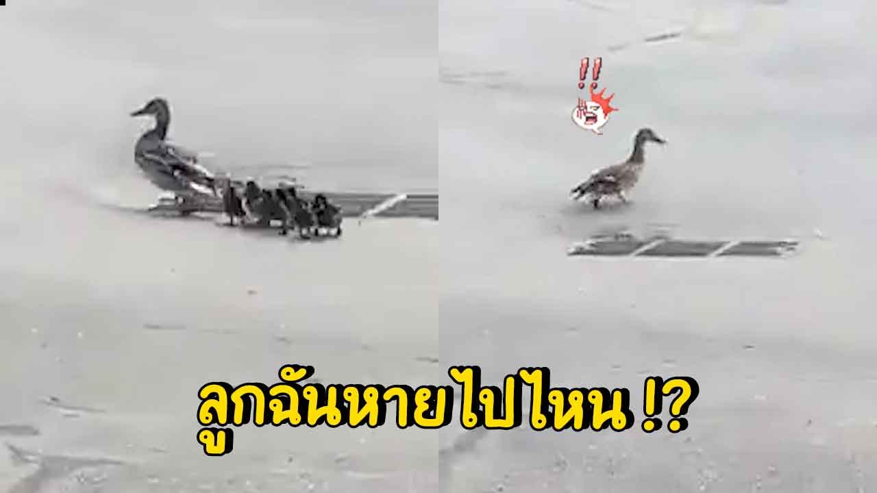 แม่เป็ดระทม ลูกน้อยเดินตามหายไป 1 ตัว ก่อนวกกลั...