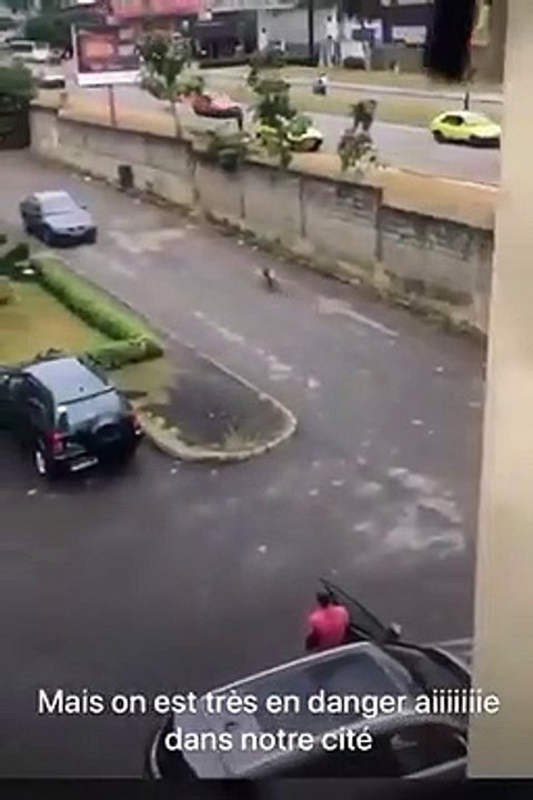Une hyène s'échappe du zoo d'Abidjan pour se promener en ville, panique dans la population