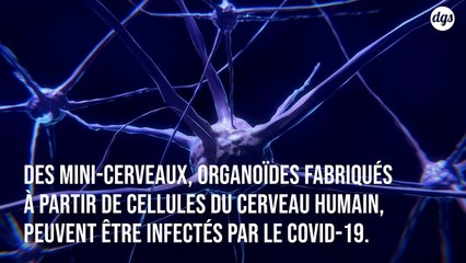 Covid-19 : des « mini-cerveaux »  montrent que le virus peut infecter les cellules du cerveau humain