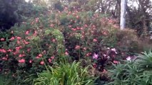 Plants and trees, St Marys Scilly