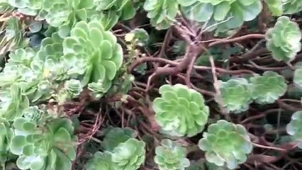 St Marys Scilly trees and plants