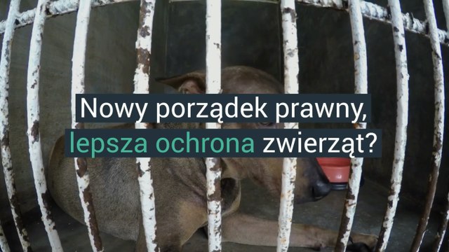 Nowy porządek prawny, lepsza ochrona zwierząt?
