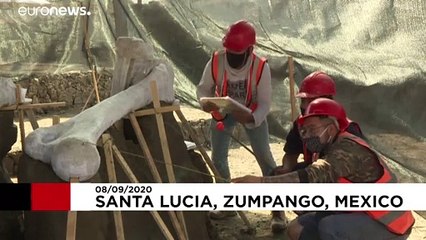 Mexiko-Stadt: Überreste zahlreicher Mammuts gefunden