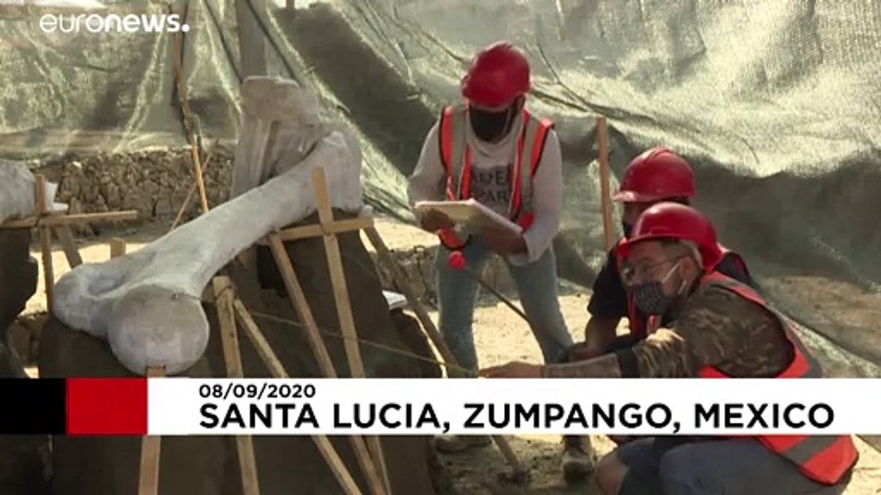 Mexiko-Stadt: Überreste zahlreicher Mammuts gefunden