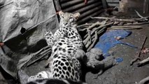 Leopardess and her cubs shelter from monsoon rains in Indian village shed