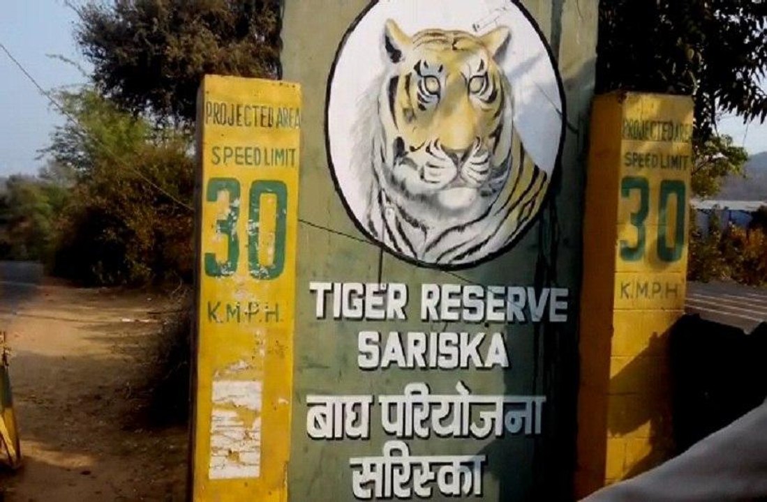 tiger project[1]