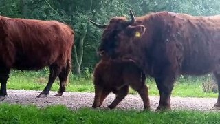 Broekpolder schotse hooglanders