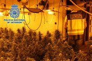 Policía desmantelan un centro de cultivo de marihuana a gran escala
