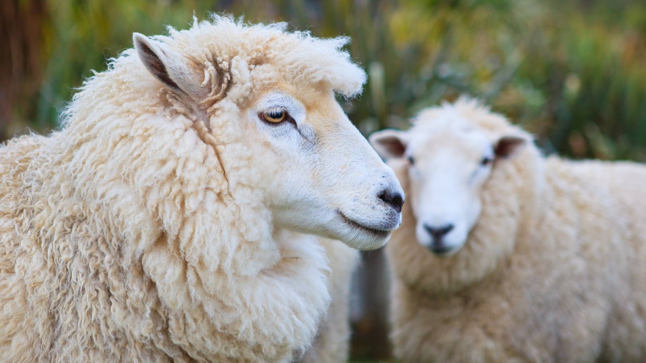 Yakalanan dolandırıcılardan alınan 200 küçükbaş hayvan sahibine teslim edildi