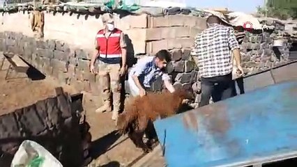 Yakalanan dolandırıcılardan alınan 200 küçükbaş hayvan sahibine teslim edildi