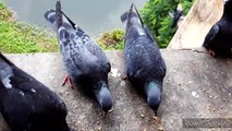 Shell pigeons feeding