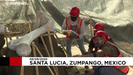 Mexique : sous un aéroport en cours de construction, des mammouths