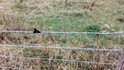 Újra olvasom a Háború és békét