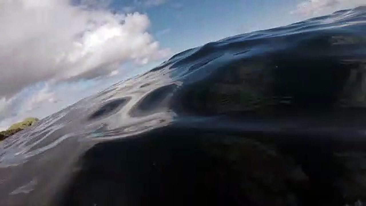 Basking Shark at Fladdabister
