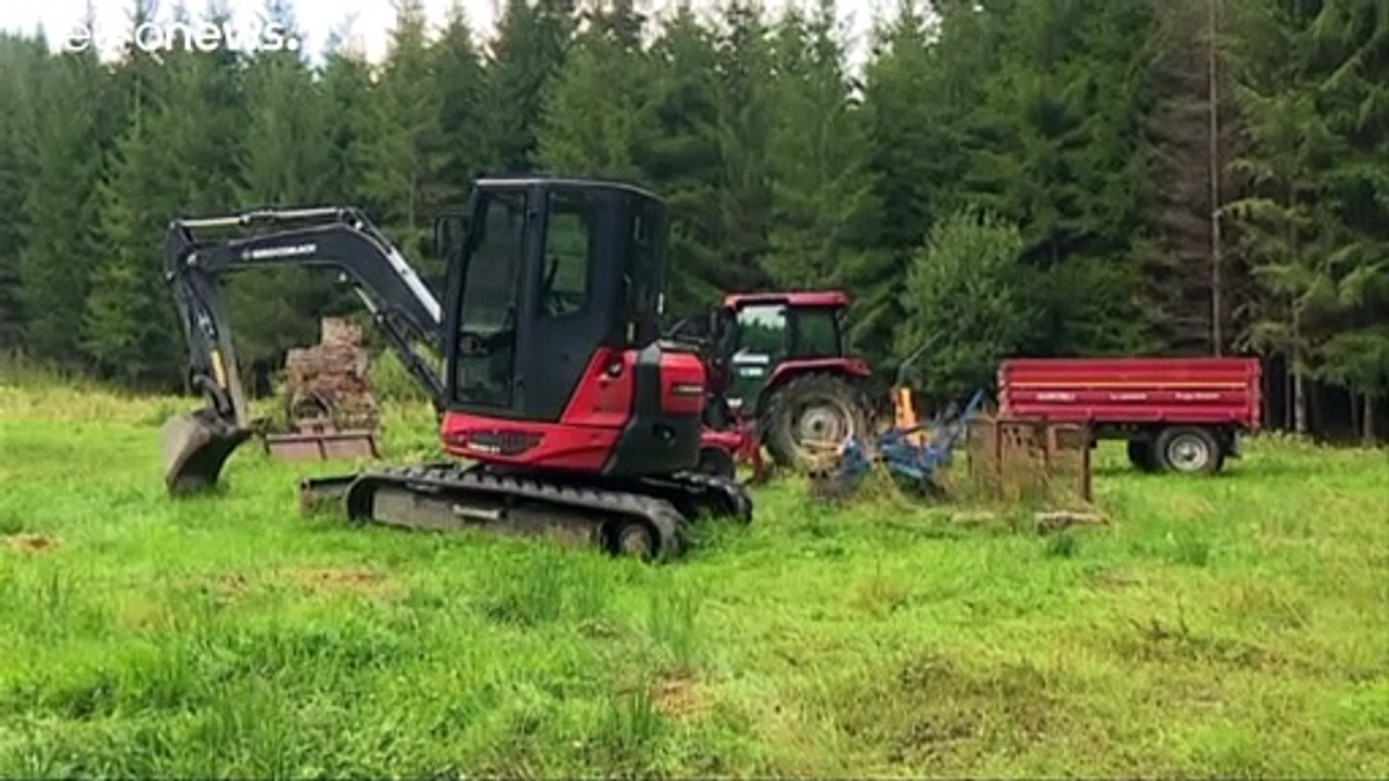 Rumänien: Gesetz gegen 'Holz-Mafia'