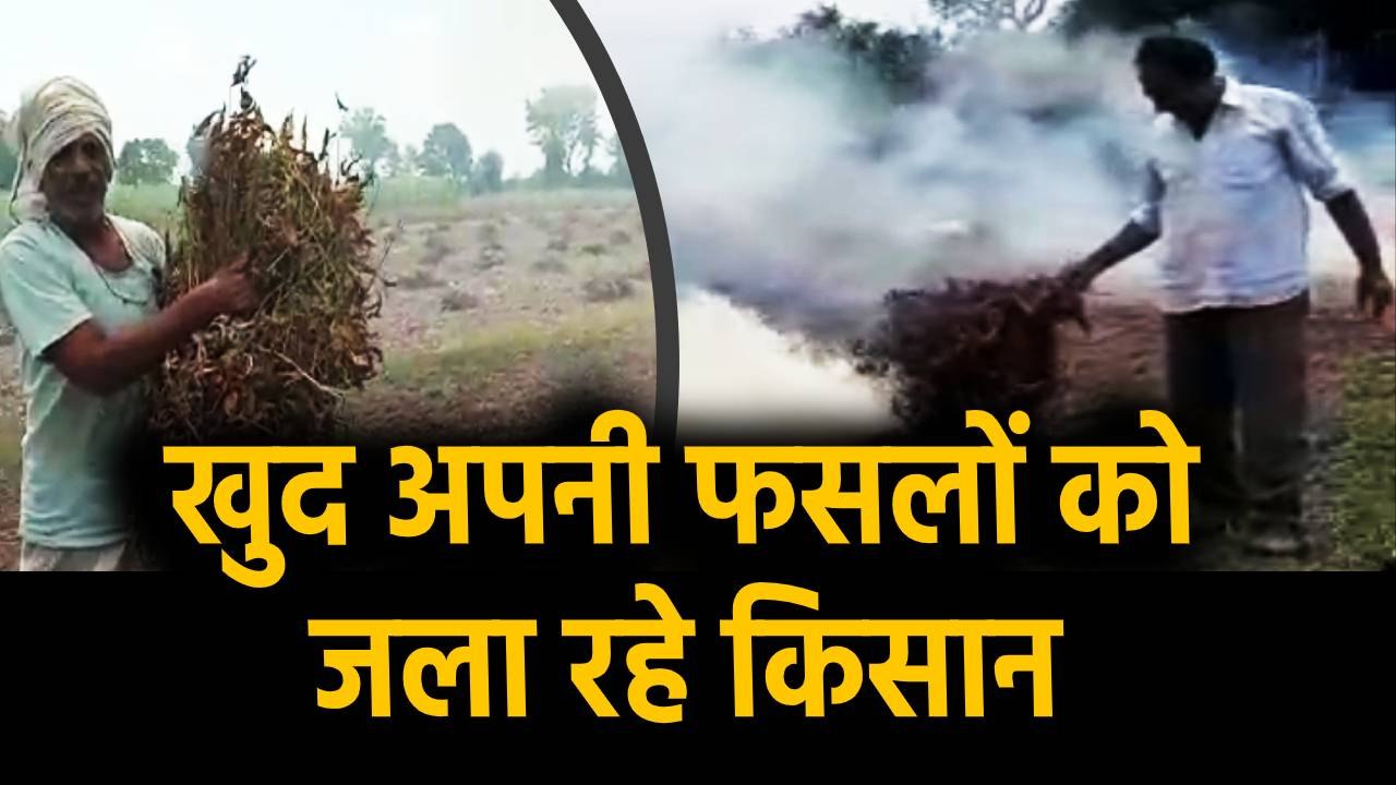 एक एकड़ में हो रहा एक-डेढ़ क्विंटल सोयाबीन