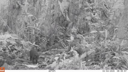 Registran a un pequeño felino con extraña condición genética en Huila