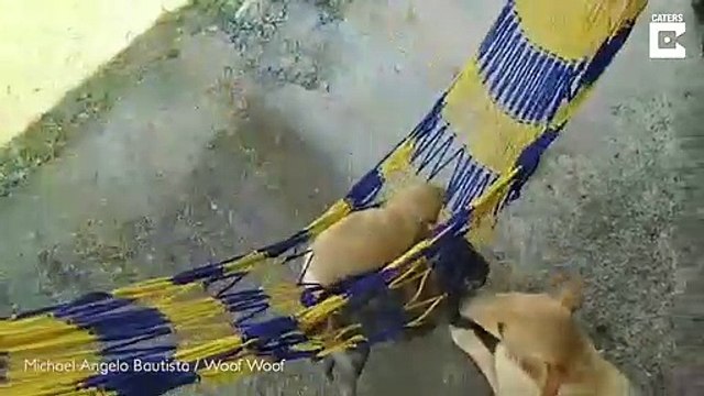 Cette maman chien berce ses chiots dans un hamac