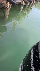 Ce qui surgit de l'eau est impressionnant : requin bulldog énorme